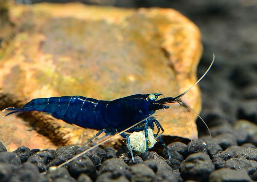 草缸观赏虾品种与养殖,观赏虾哪种在草缸里最好看