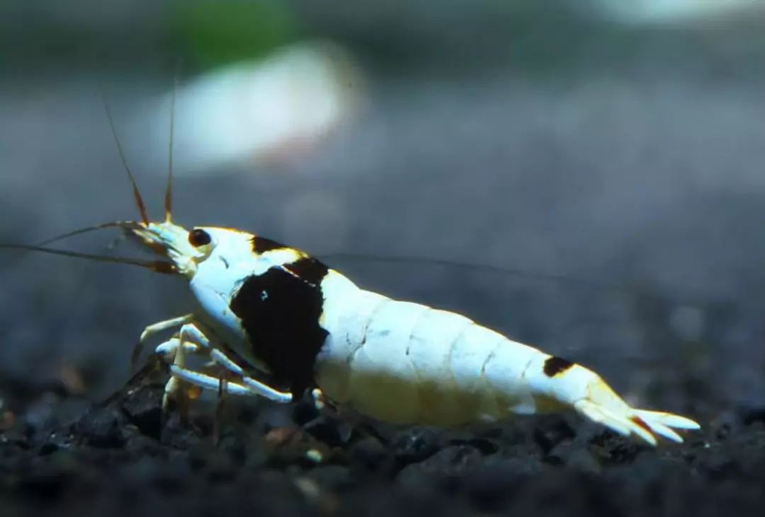 草缸观赏虾品种与养殖,观赏虾哪种在草缸里最好看