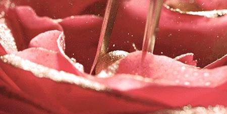 容颜定格14岁的她，活成了世上最美女人！法国人用了半世纪的“花水”，好用到疯抢