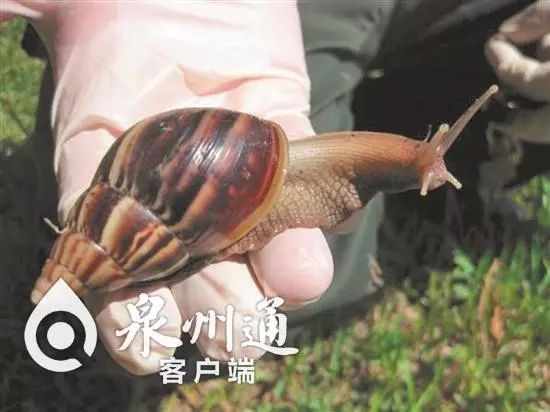 当心有毒虫,夏季当心这6种小虫被咬可能丧命