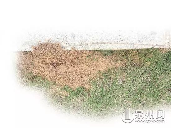 最近被抓的毒虫,警惕这种虫有人被咬后差点没命