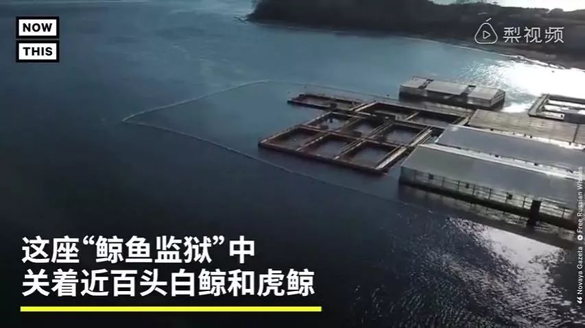 丧心病狂！每帧画面都在捅刀子，多少人忽视了这些人间惨剧…