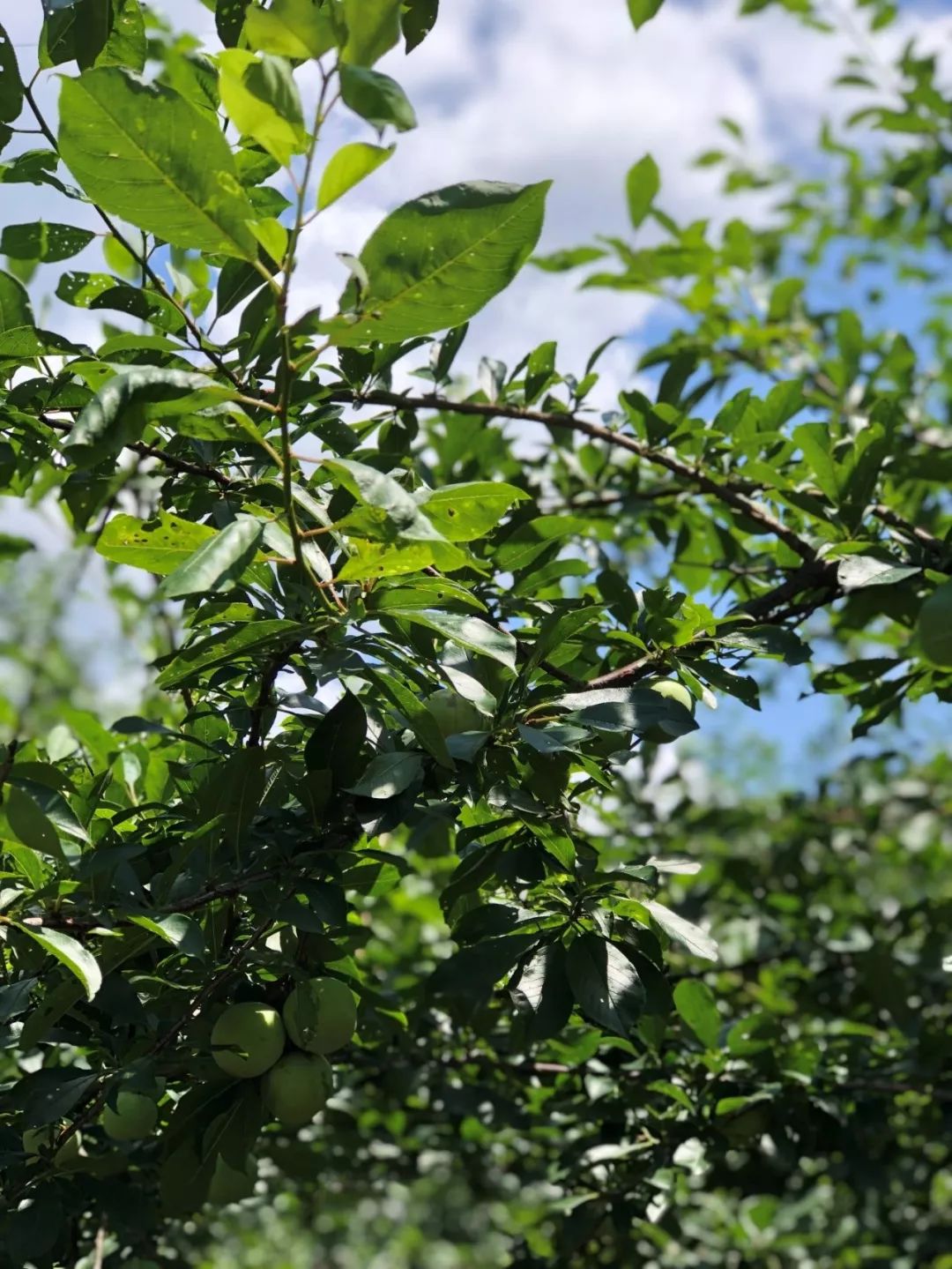家乡永泰最美的地方,我对家乡的感受与体会