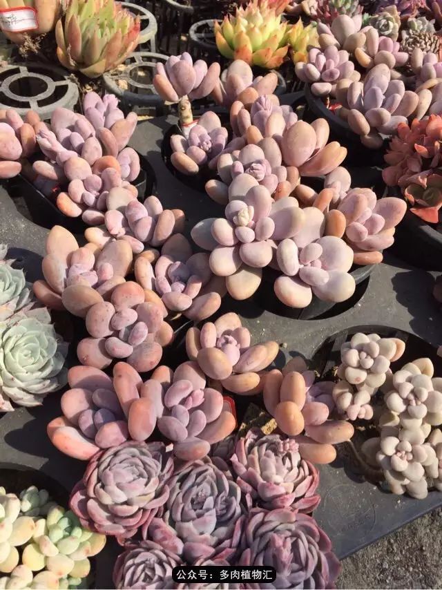 韩国多肉怎么买才好看,韩国多肉和国内有什么区别