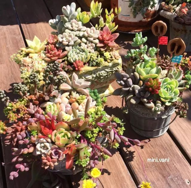 当破铜烂铁碰上多肉，这美度居然还能翻倍