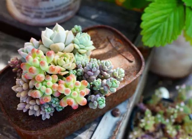 当破铜烂铁碰上多肉，这美度居然还能翻倍