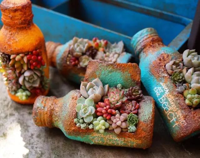 当破铜烂铁碰上多肉，这美度居然还能翻倍