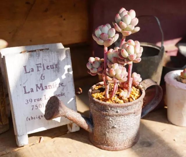 当破铜烂铁碰上多肉，这美度居然还能翻倍