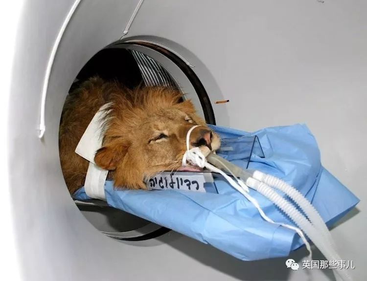 动物生病怎么做ct (动物生病做ct)