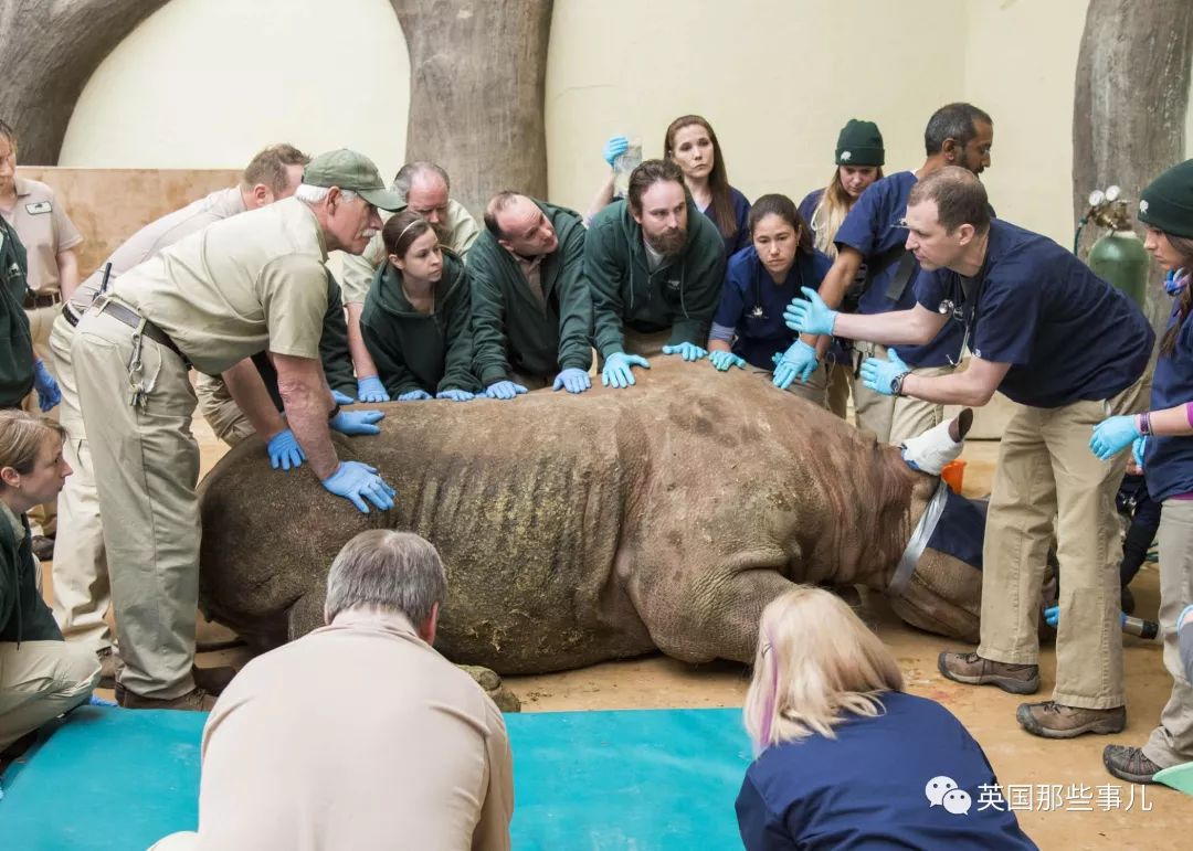 动物生病怎么做ct (动物生病做ct)