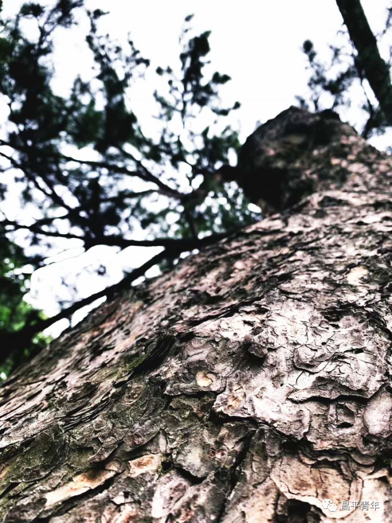 明十三陵没有发掘参观看什么,探秘明十三陵中央十台