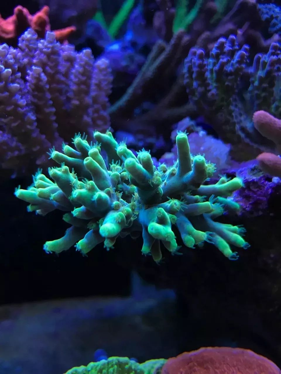 一周才打理一次的90骨缸，这状态我不信