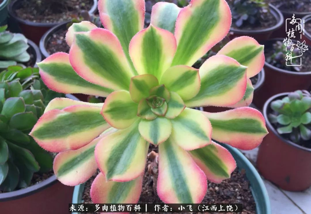 多肉法师品种科普之常见法师锦,法师多肉新品种锦光辉