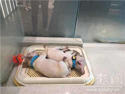 为小动物建造豪宅,为小动物建个房子