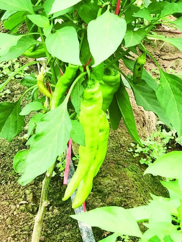 【田园】好多种蔬菜，走，下孟津田里，采摘去