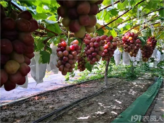 2022年有哪些新葡萄品种,2019葡萄新品种介绍