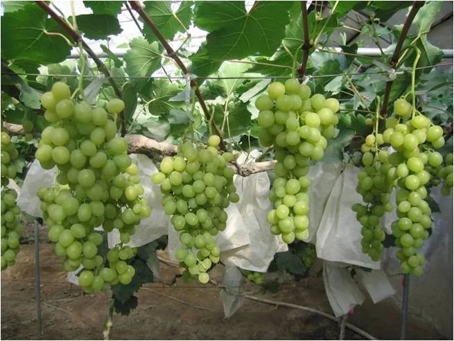 2022年有哪些新葡萄品种,2019葡萄新品种介绍