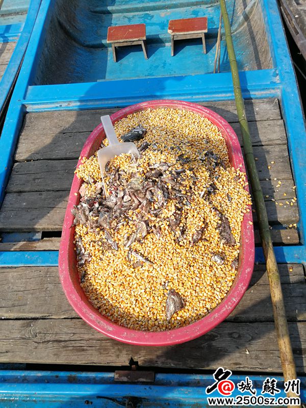 阳澄湖大闸蟹开捕和结束时间,阳澄湖大闸蟹即将正式开捕