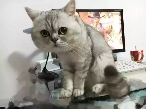 千万别养猫,来自万千网友的血泪控诉