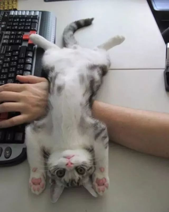 千万别养猫,来自万千网友的血泪控诉