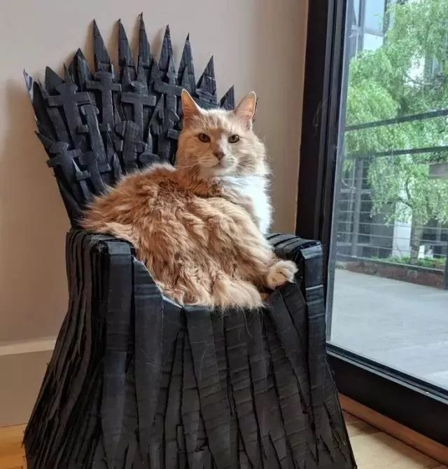 千万别养猫,来自万千网友的血泪控诉