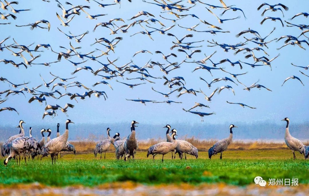 关于河南郑州市中牟县怎么介绍,向全世界推介郑州