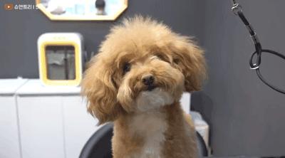 在网上爆火的一只狗,火爆全网的外国狗子