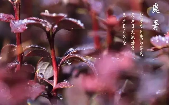 处暑养生健脾祛湿茶,处暑节气养生小妙招