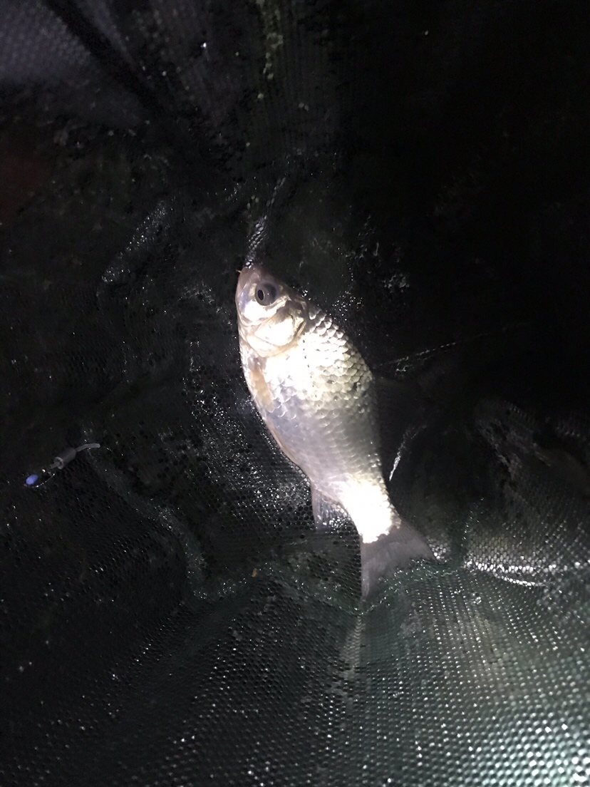 水库夜钓鲤鱼草鱼视频,水库夜钓大鲤鱼