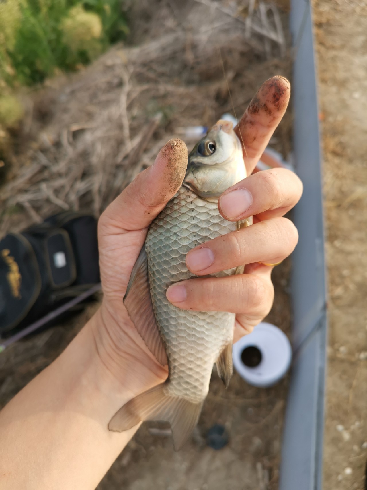 野河大板鲫钓着过瘾还好吃,野河大板鲫喜欢吃什么样的饵料