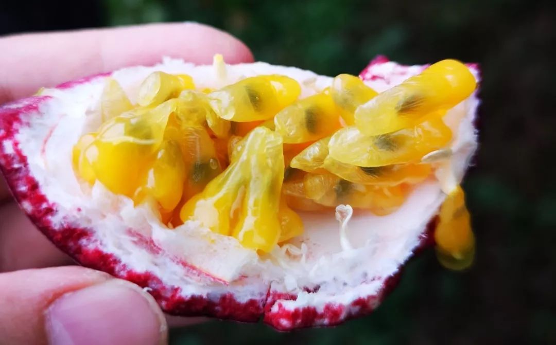 丹棱新水果,2022年新水果品种百香果