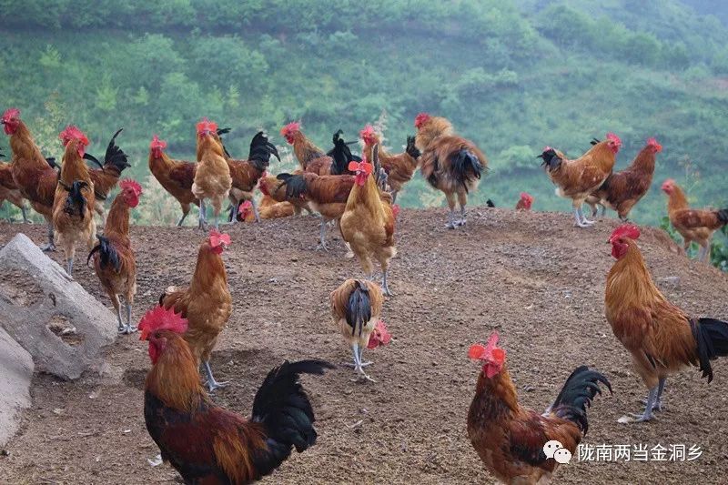 敢为人先做领跑者,左权县脱贫攻坚先进个人