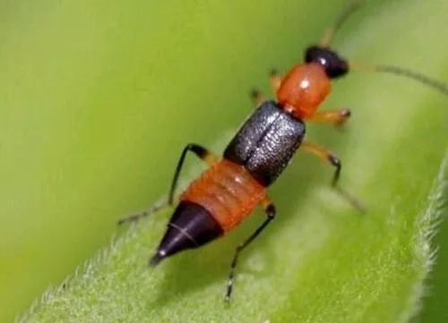 隐形虫叮咬后症状图片,隐翅虫被叮咬后会有什么生命危险