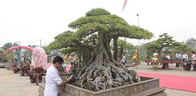 为凑钱买一盆景，卖车凑够18万，如今89万依然不舍得卖