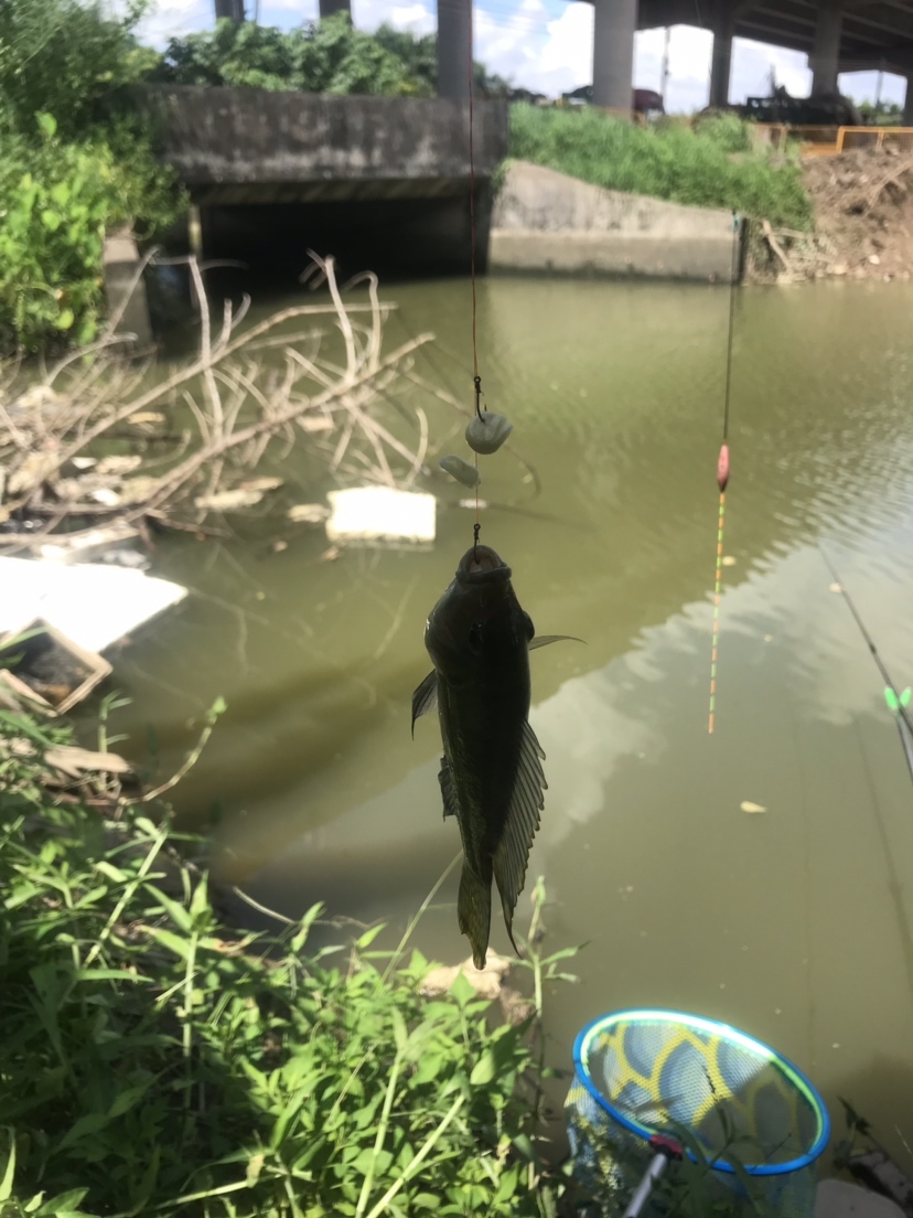 钓罗非防小罗非闹窝,钓罗非怎么避小罗非闹窝