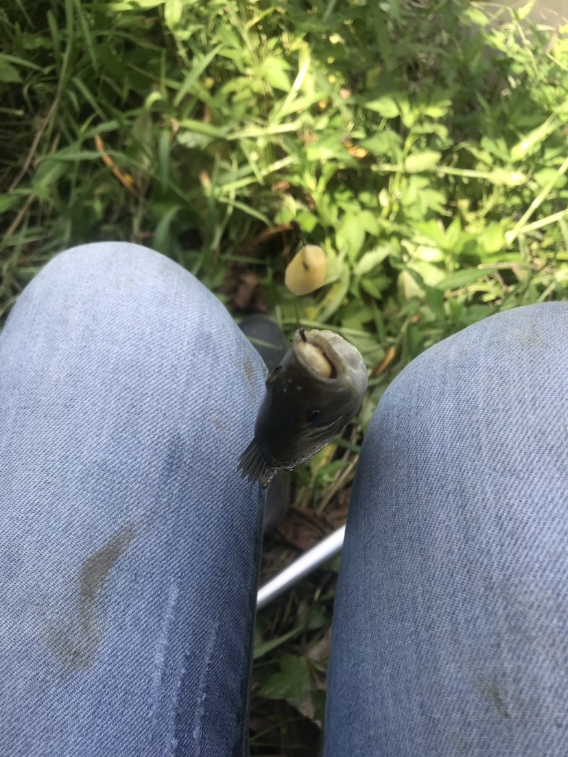 钓罗非防小罗非闹窝,钓罗非怎么避小罗非闹窝