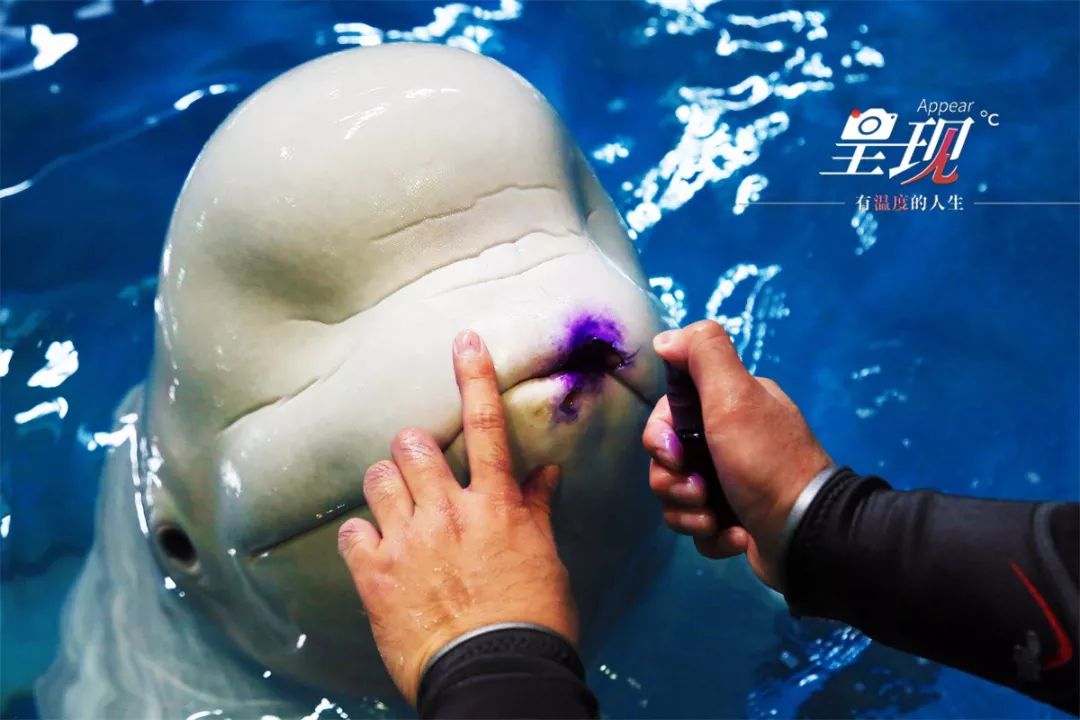 呈现|从海军战士到“海豚恋人”,人鱼相眷,恰似你的温柔……