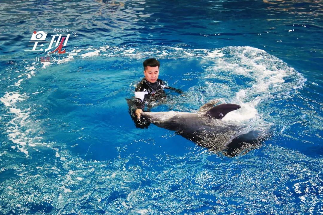 呈现|从海军战士到“海豚恋人”,人鱼相眷,恰似你的温柔……