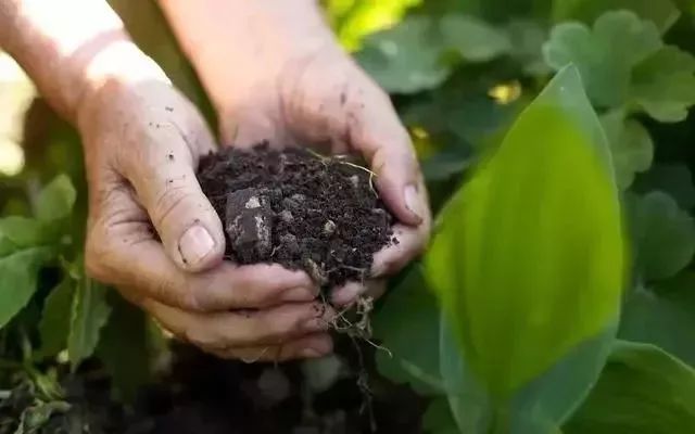 羊粪不用发酵菌怎么发酵,羊粪不发酵可以直接做肥料吗