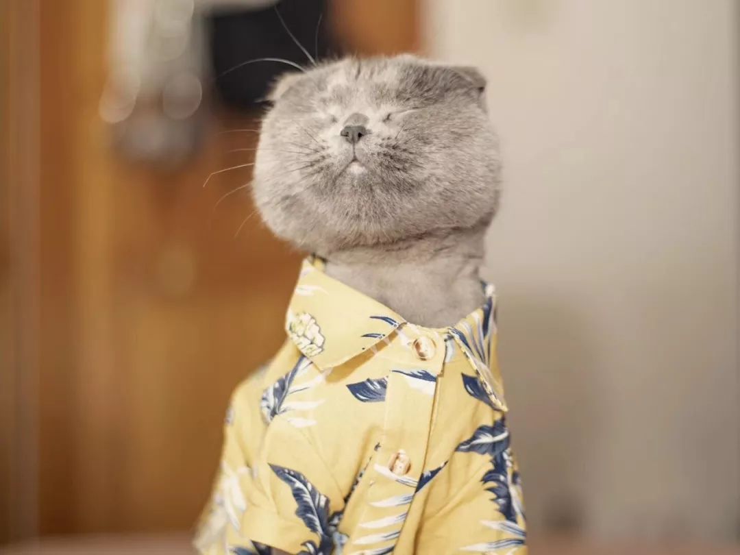 调节你家的气味儿，不只买香薰那么简单