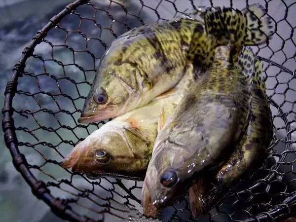 鳜鱼塘头价有望回升吗,鳜鱼这几年价格走势曲线