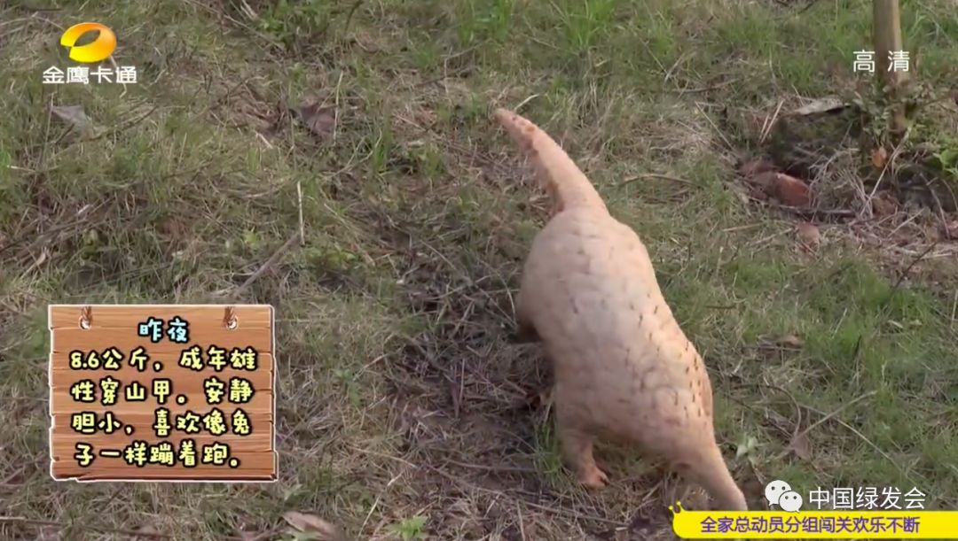 湖南卫视金鹰卡通频道播出绿会广东穿山甲救护康复野化训练工作
