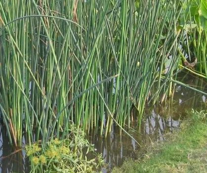 世园会植物,世园会蔬菜图片大全