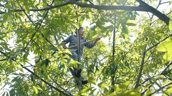 临安山核桃开杆,临安山核桃最新消息