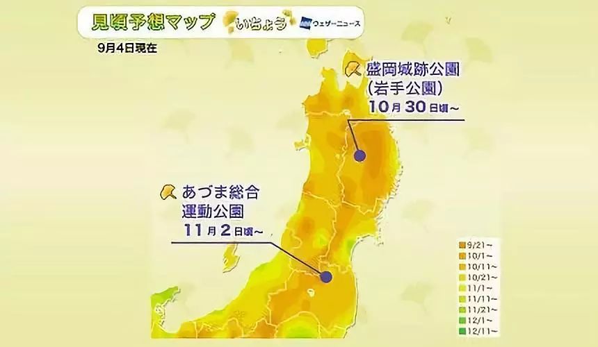 日本银杏叶保存,2019日本赏银杏