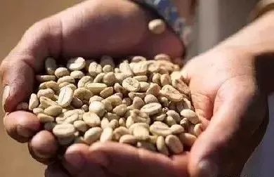 为什么游客都喜欢哥伦比亚,哥伦比亚咖啡的口感与特点