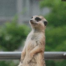 闊╁浗娣卞缇庨鏀荤暐,闊╁浗澶滄櫄缇庨鏀荤暐