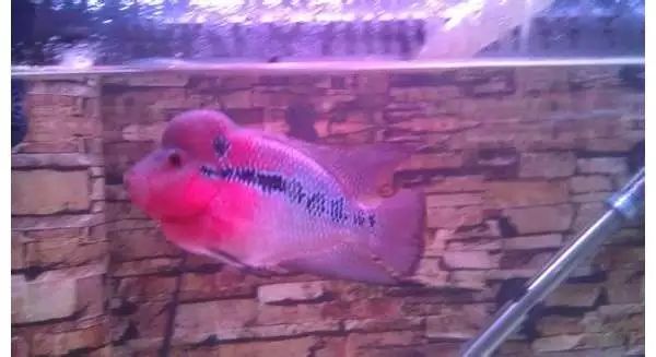 退沙和烧尾有什么区别,简单区别柴油