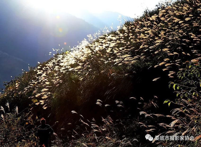生态娄底美丽家园——【壮丽70年奋斗新时代】娄底首届风光摄影作品展览生态小品作品选登