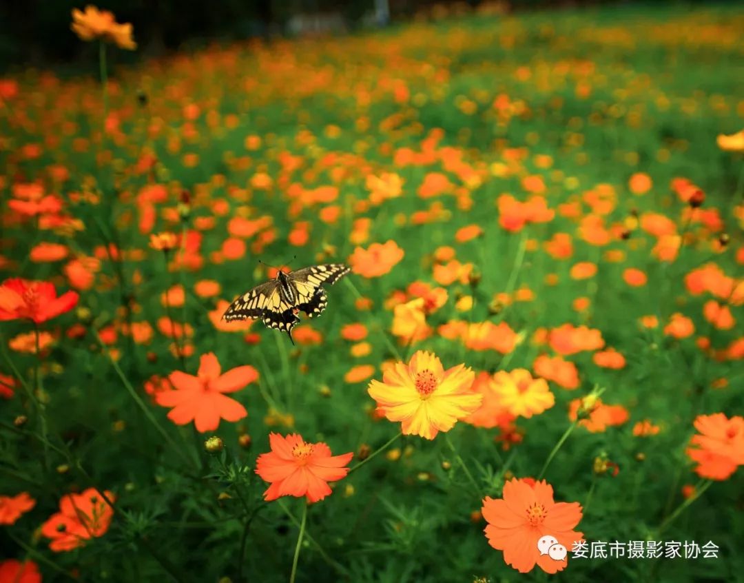 生态娄底美丽家园——【壮丽70年奋斗新时代】娄底首届风光摄影作品展览生态小品作品选登